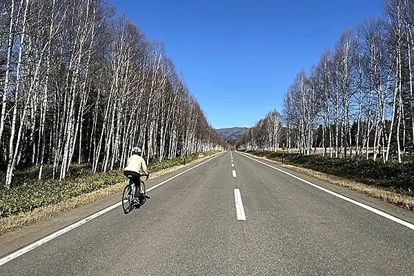 白樺並木を自転車で走る