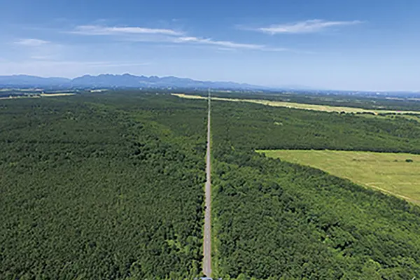 畑を通る一本道