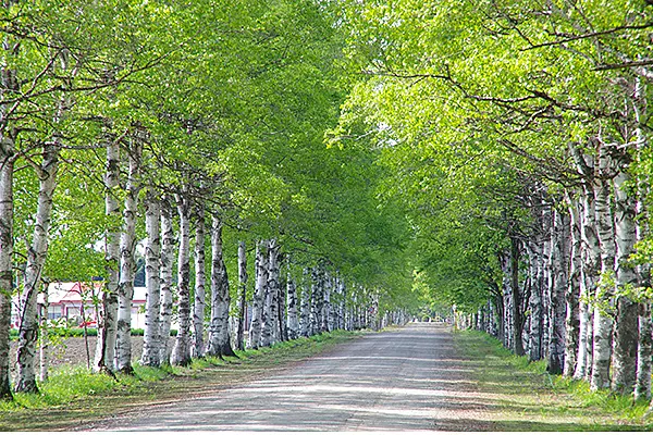 白樺並木