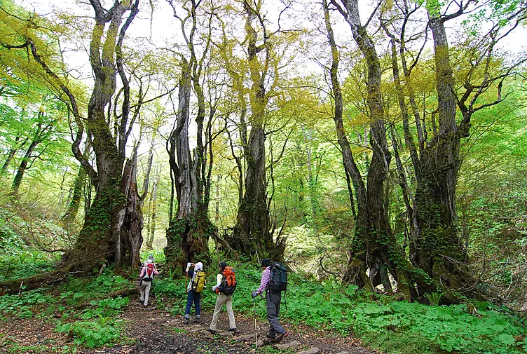 新緑の天生県立自然公園をハイキング