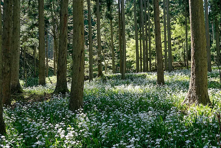 林床を埋めるように白いシャガの花が咲いている