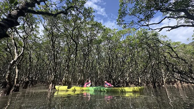 マングローブカヤック