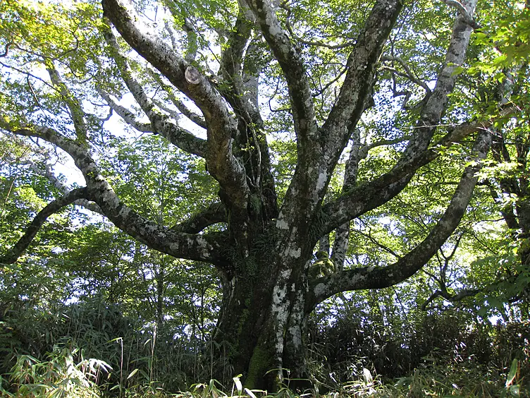 大座礼山の原生林に巨木なブナがそびえ立っている。
