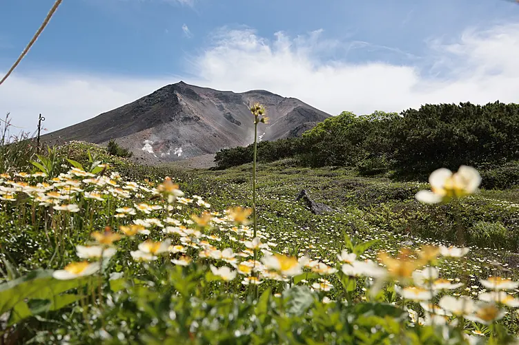 お花畑と山