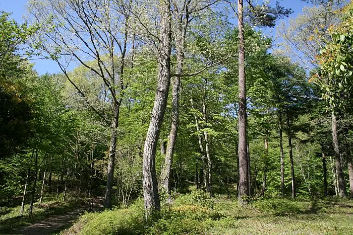 夏のハイキング道