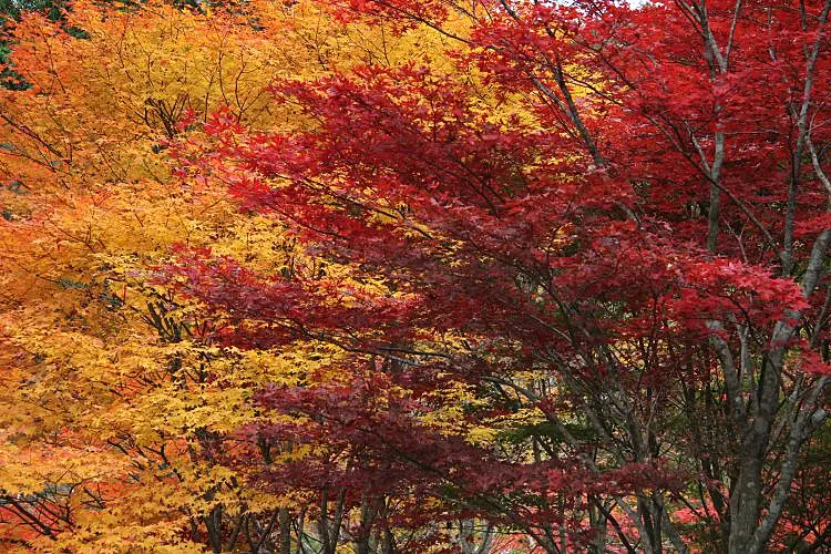 秋のハイキング道