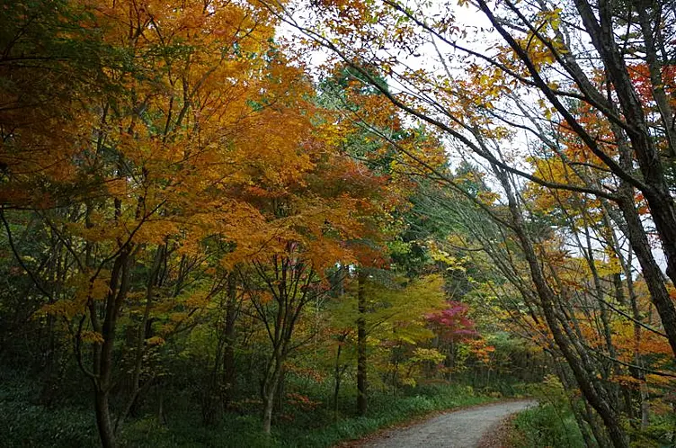 紅葉の木々