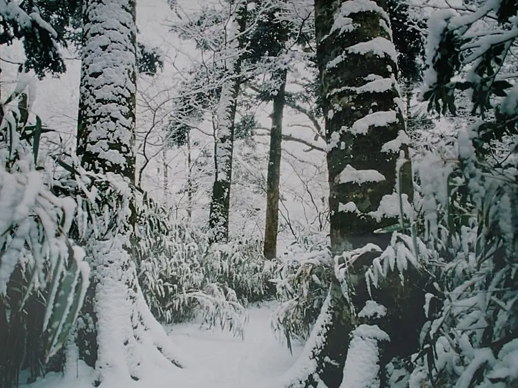雪に覆われた木々