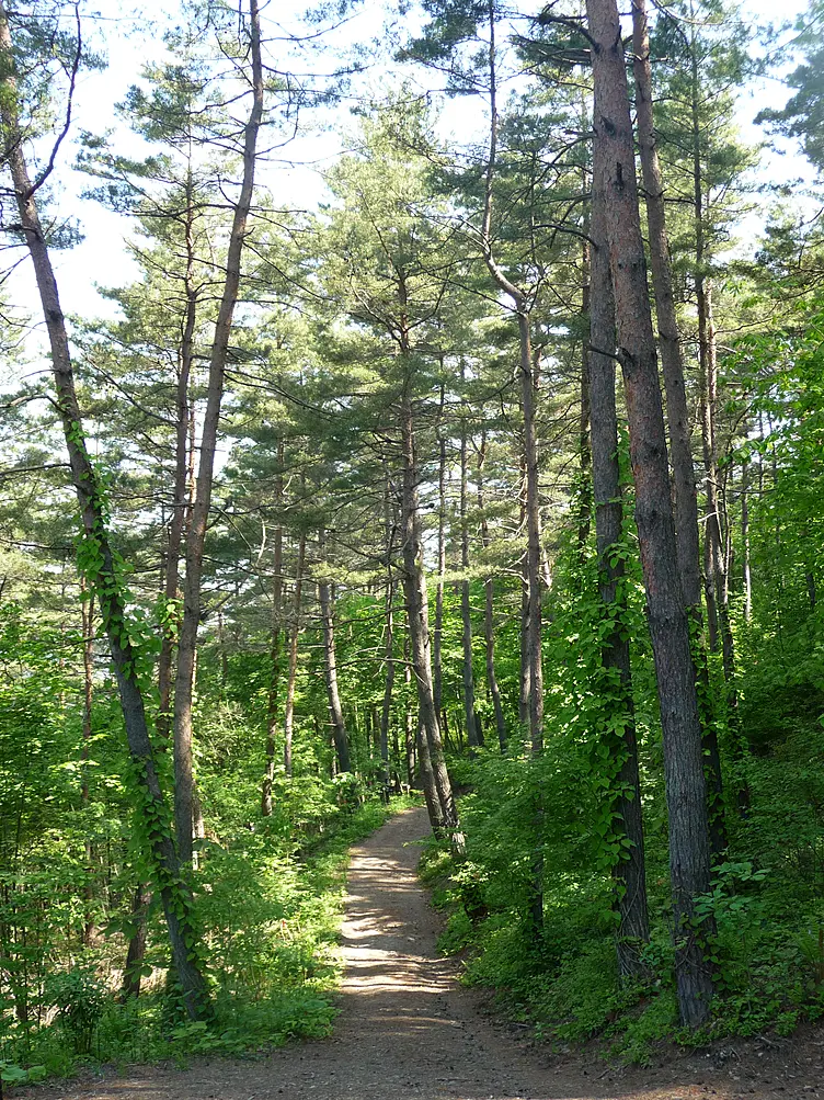 初心者でも楽しめる登山道
