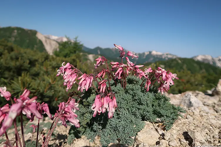 船窪小屋周辺に咲くピンク色のコマクサ
