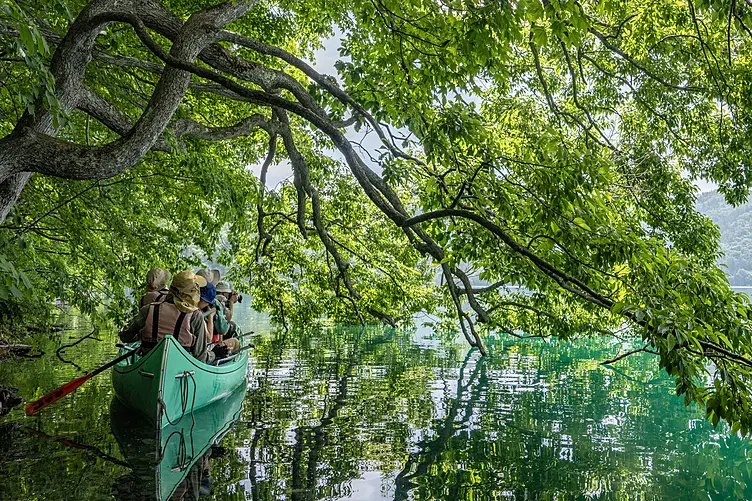 緑のトンネルをくぐるカヤック