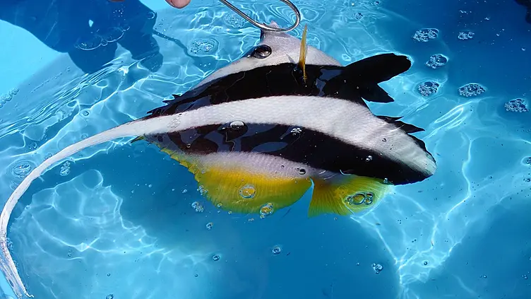青い水槽で浮かんでいる、黒、白、黄色の縞模様があるハタタテダイ