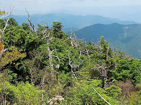 白骨化したヒノキ林と眺望