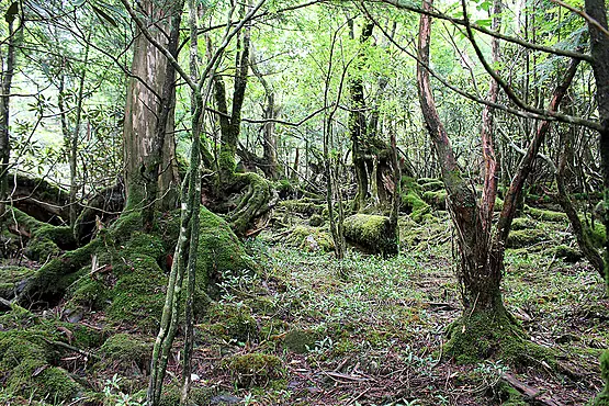 苔むす森