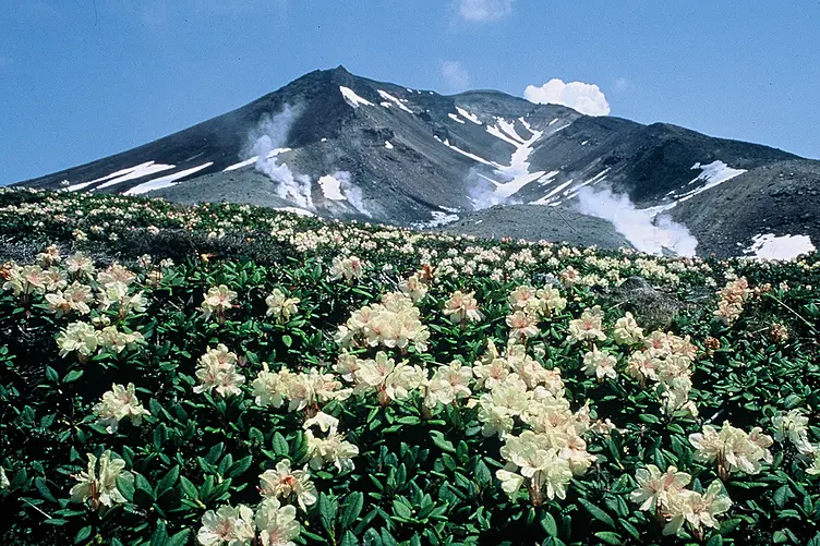 噴煙を上げる山と手前の花畑