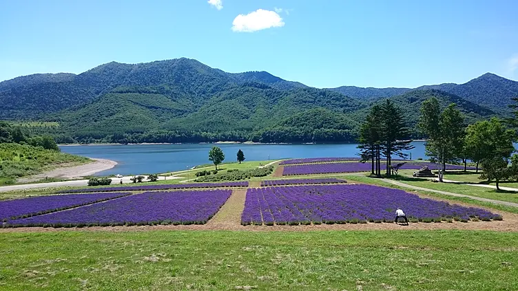 ラベンダー畑の奥に湖が広がる