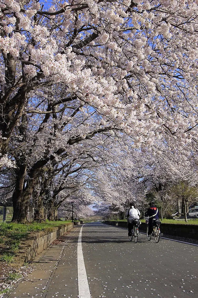 桜並木をレンタサイクルで楽しむ