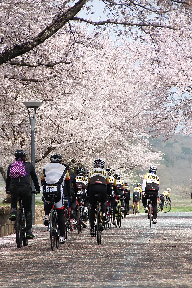 桜並木をスポーツサイクルで走行