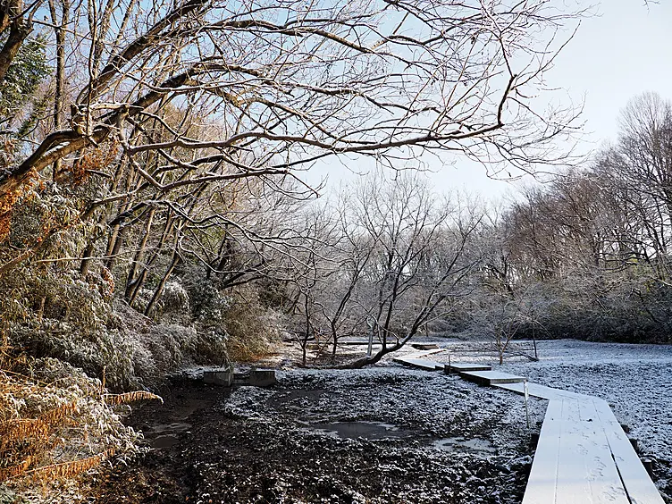 雪の木道