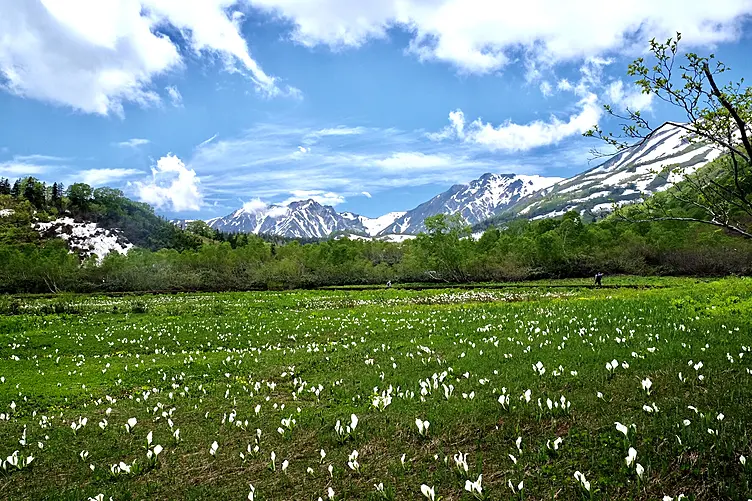 ミズバショウの群落と残雪の白馬三山