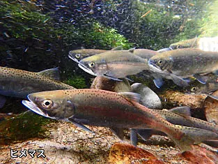 ヒメマスの群れ