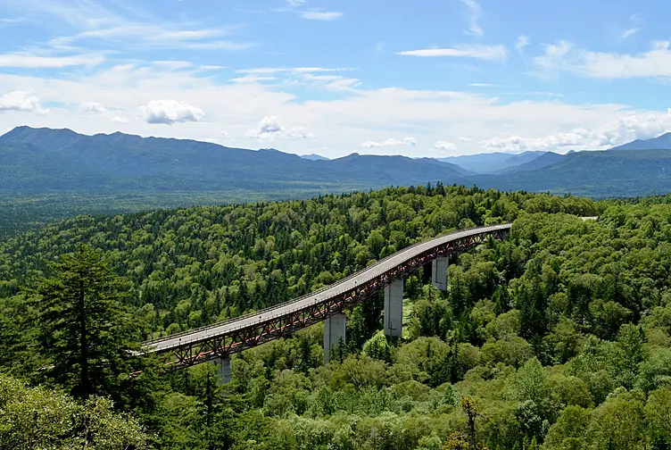 樹海の中にかかる橋