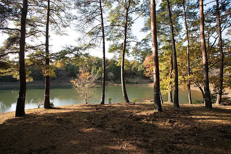 湖畔からの木漏れ日