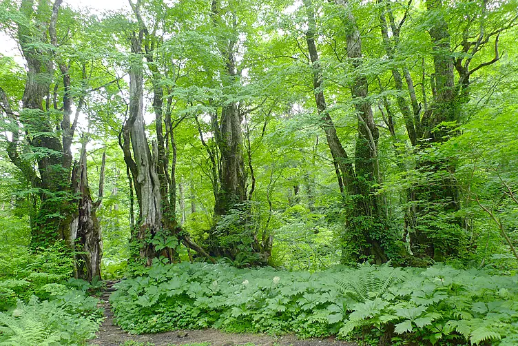 新緑のカツラの木が立ち並ぶ