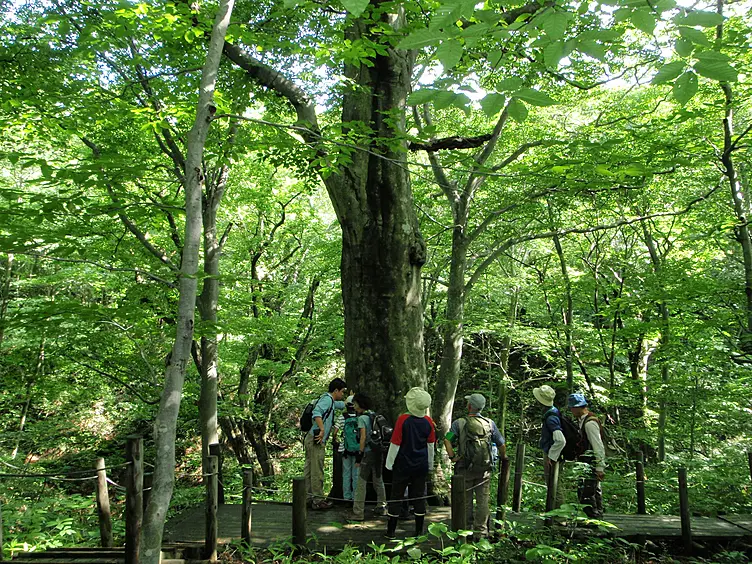 巨木を鑑賞する登山者