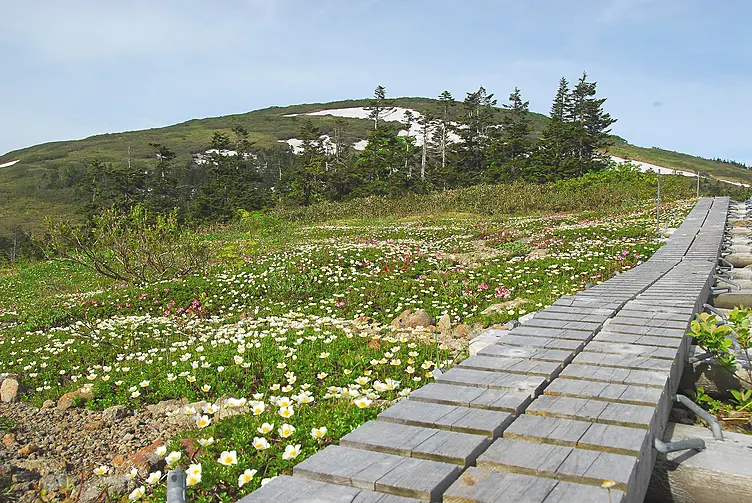 高山植物の群生地