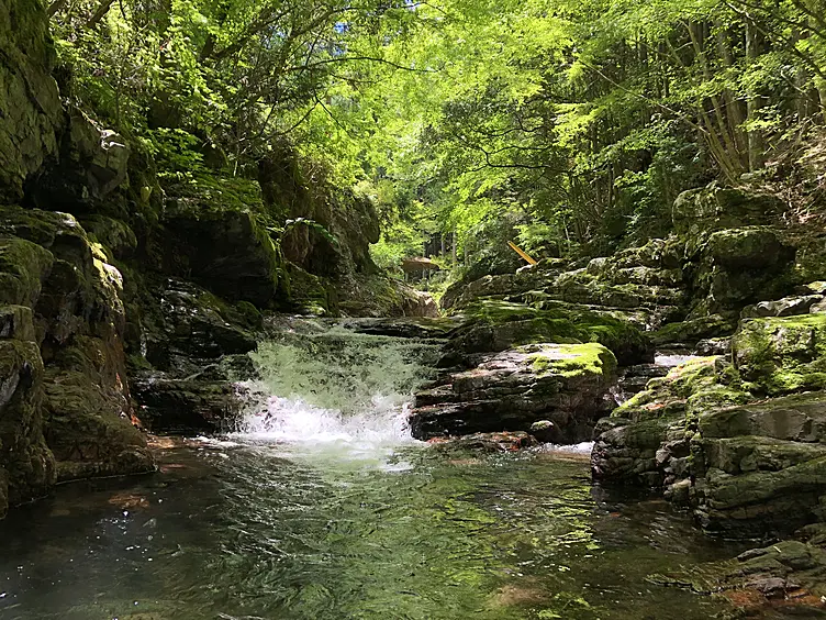 階段状の川床の川が緑の木々の間を流れる
