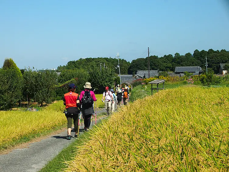 黄色く色づいた田んぼの間の道を列になってトレッキングしている人