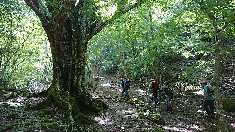 森の中の千草街道を数人の男女がトレッキングしており、その横にはイヌシデの巨木がそびえ立っている
