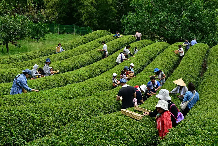 茶畑で茶摘み体験をする十数人の人