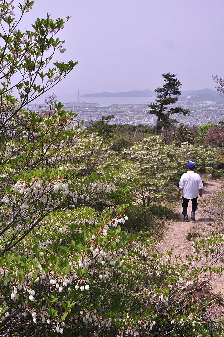 登山道沿いにドウダンツツジが咲き、奥には赤穂の港が見える