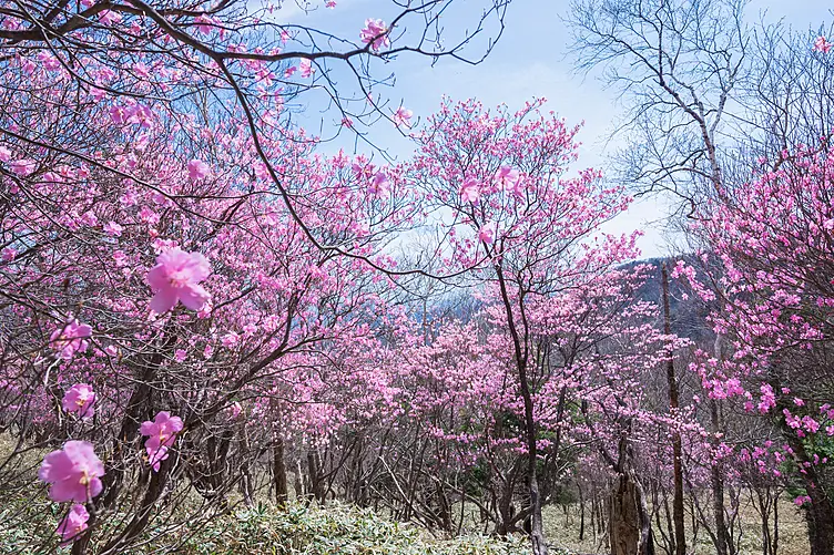 山肌にピンク色のツツジが咲き誇る