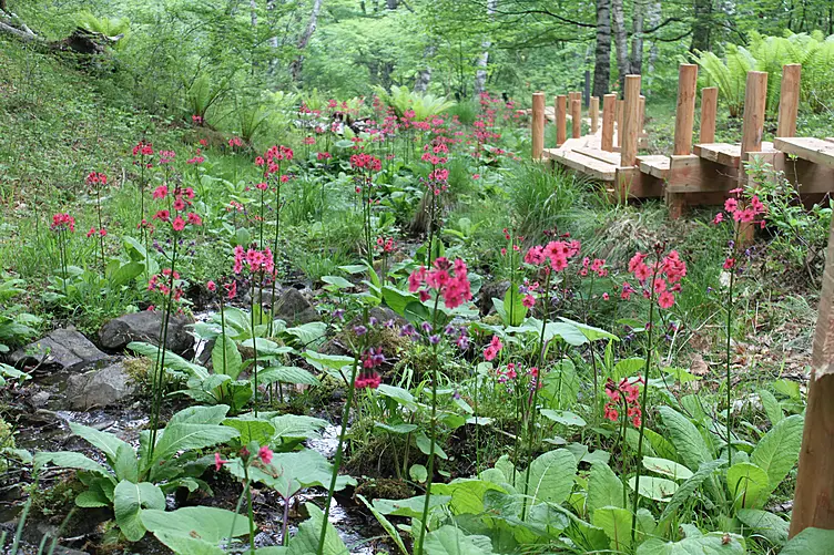 可憐に咲くクリンソウ