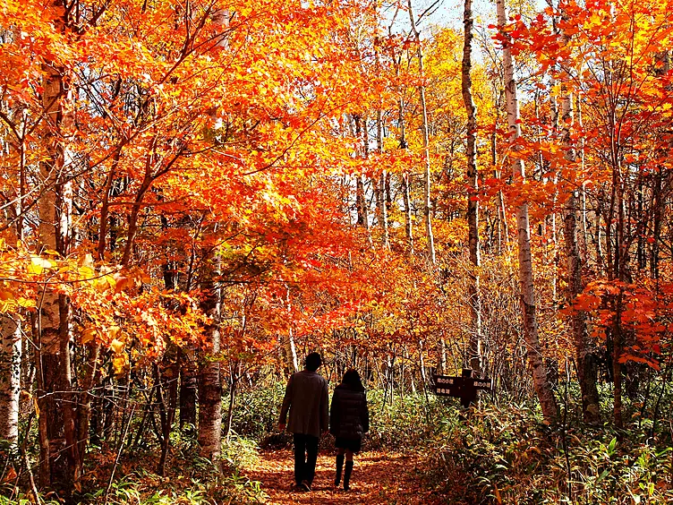 紅葉で色づく林の中の歩道