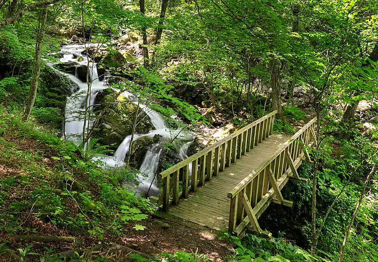 大自然の中を流れる滝