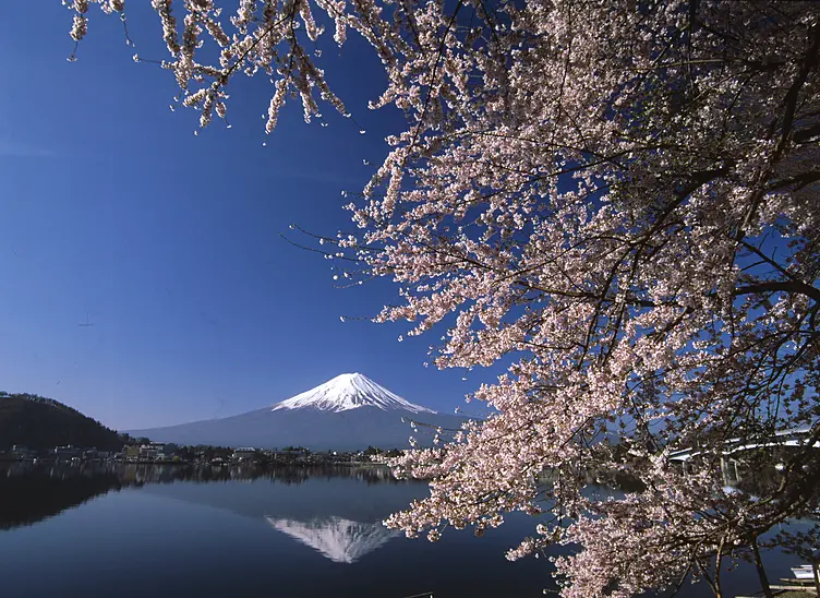 富士山と桜