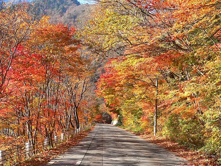 美しい紅葉のトンネル