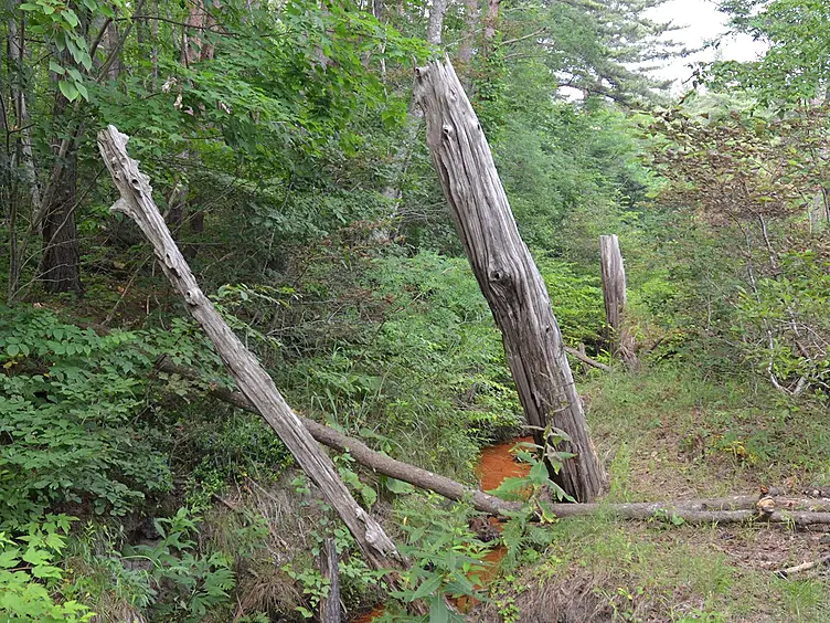 砂丘に埋没したヒバの幹