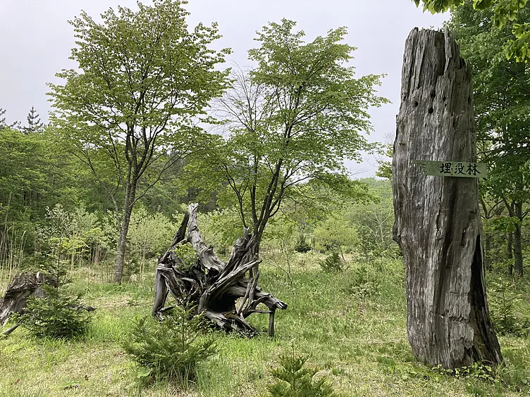 ヒバの埋没林駐車場に設置された埋没林群