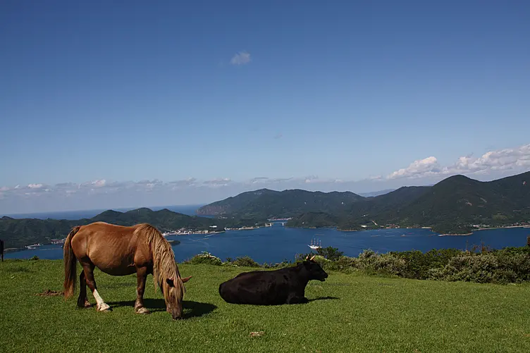 鬼舞展望所に放牧されている牛馬