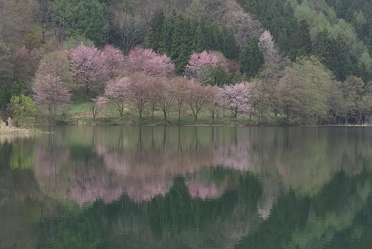 オオヤマザクラのリフレクション