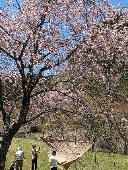 春のキャンプ場風景