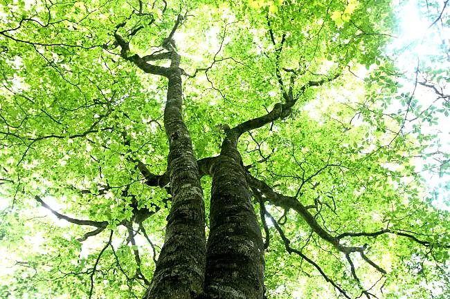 新緑の木々