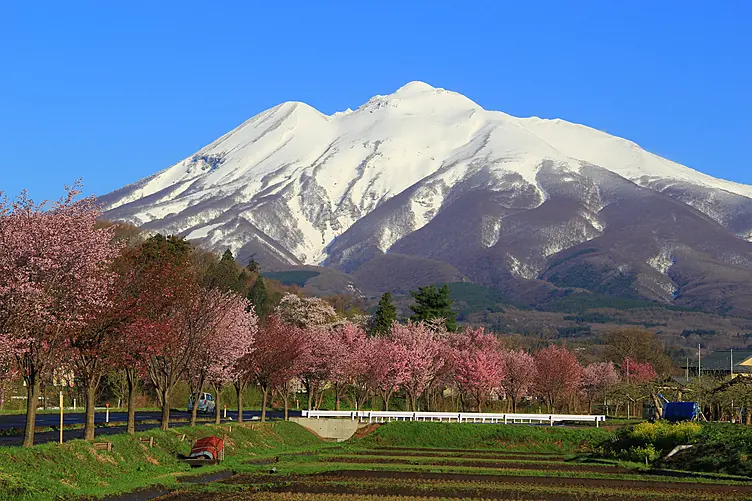 岩木山と桜並木
