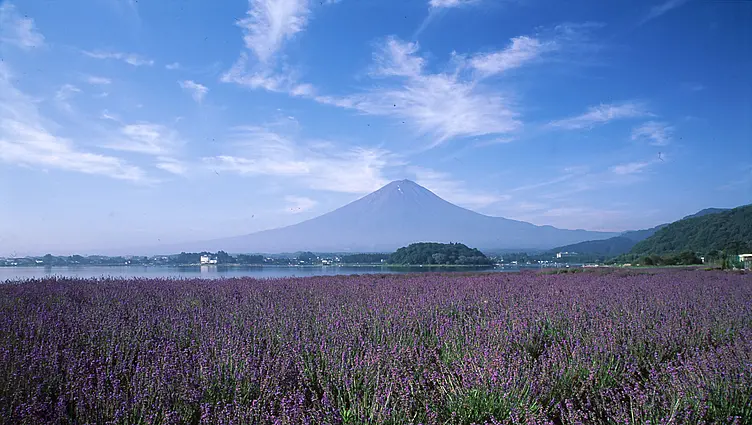 ラベンダー富士山