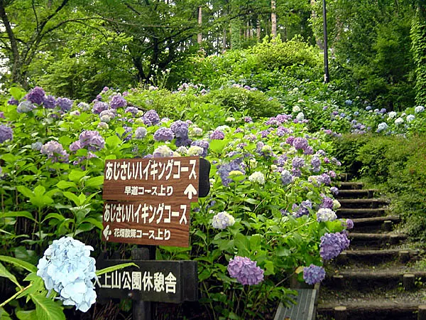 あじさいハイキングコース